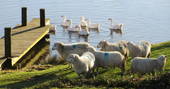 Sheep and swans by the pond at Wildernest, Lampeter, Ceredigion, Wales