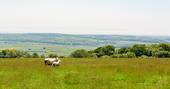 Cute sheep in the field overlooking beautiful views of the Monmouthshire countryside at Penhein Glamping