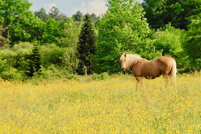 A horse grazing in the field at Elvensong cabin in Dordogne, France