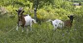 Goats roaming in the fields at Le Camp in France