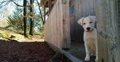 Bring your puppy to Shimoni at Le Camp in Tarn-et-Garonne, France