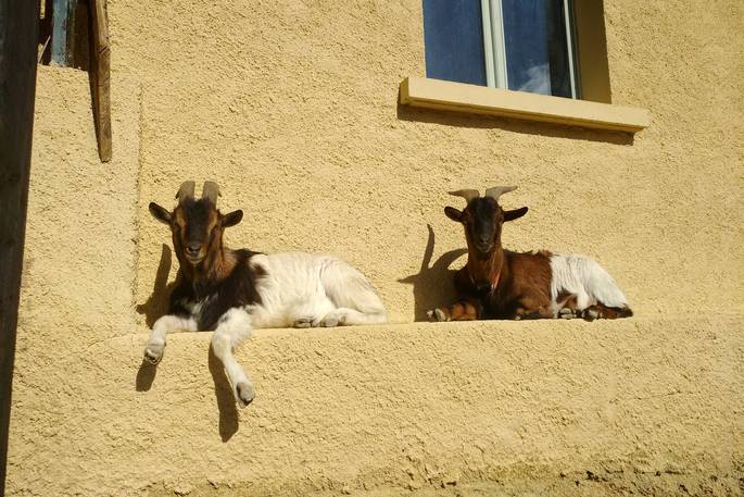 Goats relaxing on a ledge at Le Camp in France