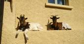 Goats relaxing on a ledge at Le Camp in France