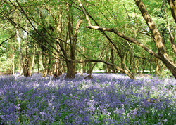 bluebells at wriggly tin