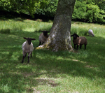 Sheep at Berridon Farm