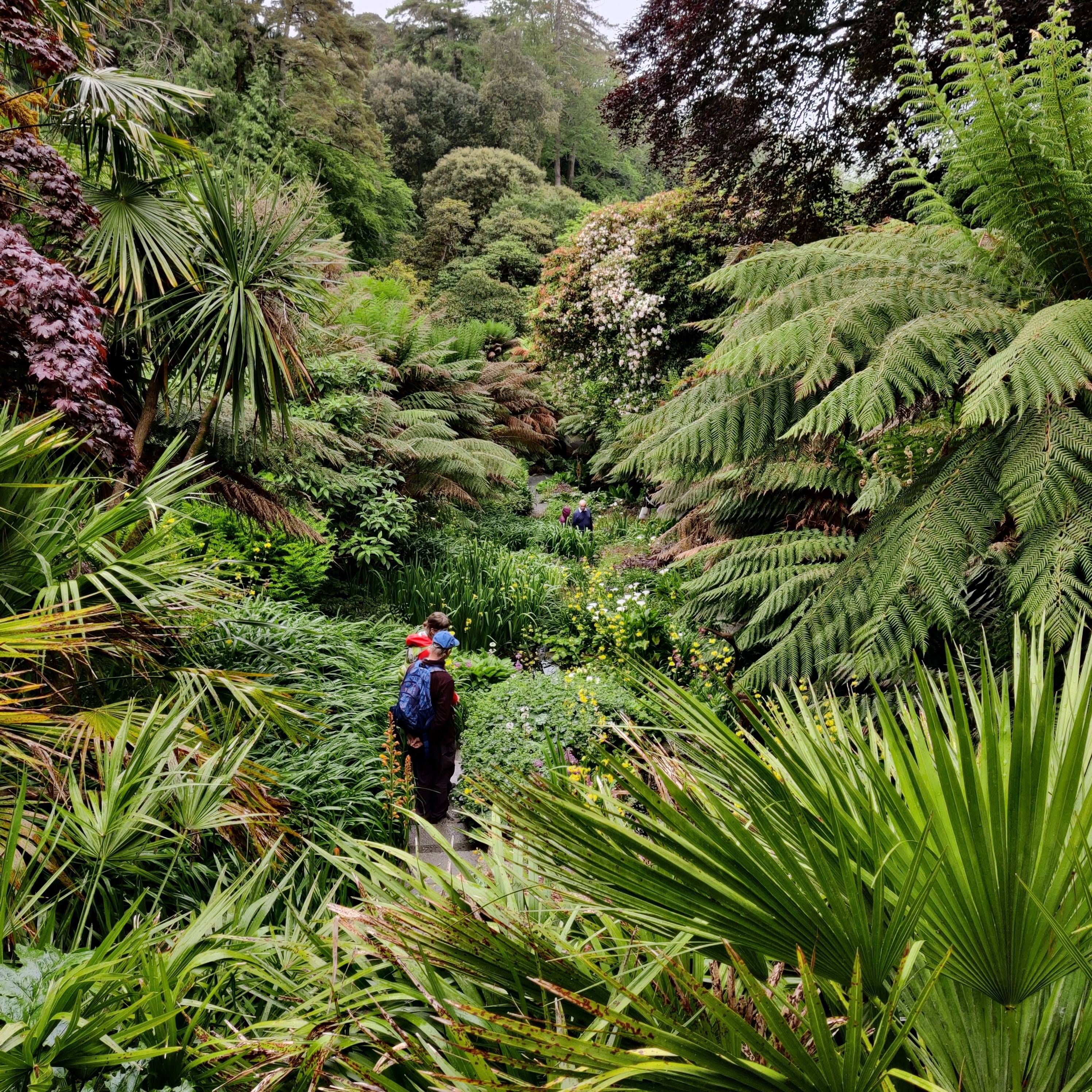 Person standing in thick jungle