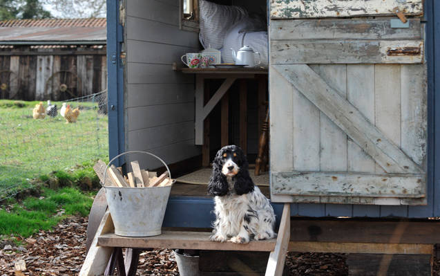Dogs sits on the steps of shepherd's hut