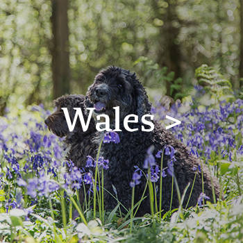 Two dogs sit amongst bluebells in woods in the Welsh countryside 